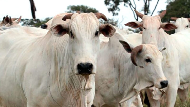 Cotação do boi gordo e vaca em Mato Grosso tem alta superior a 5%