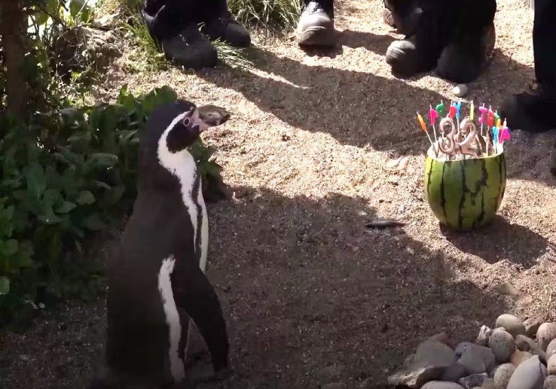 Zoo comemora 32 anos do pinguim mais velho do mundo com bolo de peixe