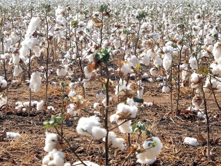 Sobe preço do algodão de Mato Grosso no mercado futuro
