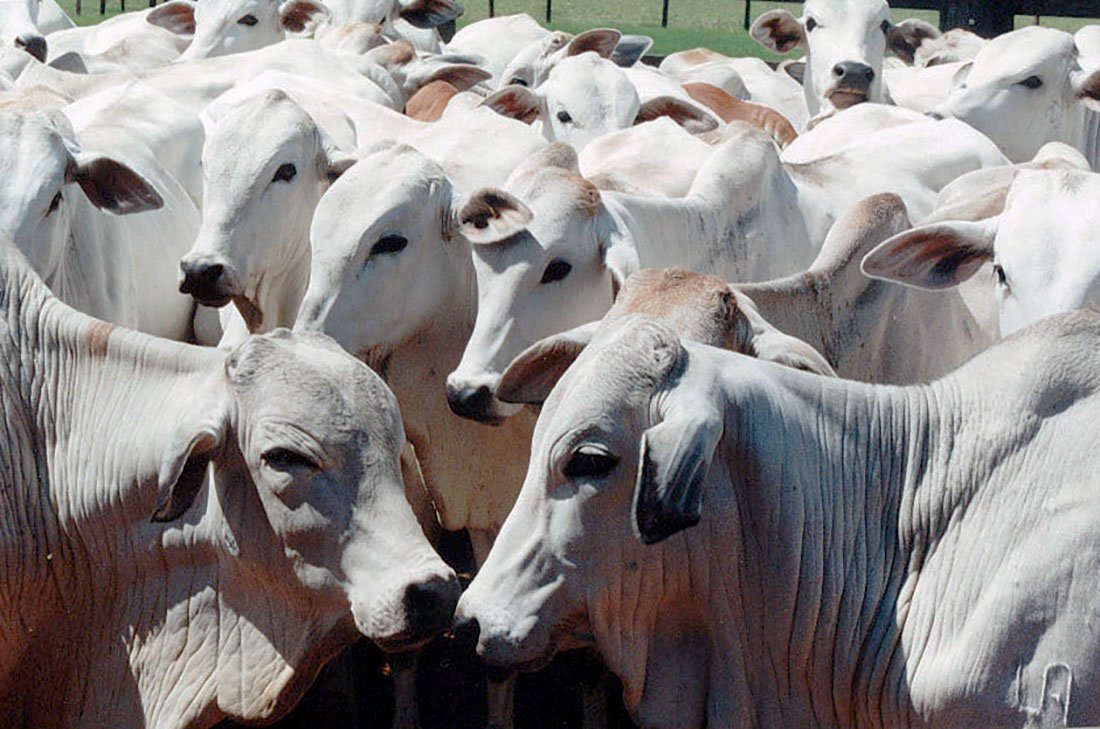 Arroba do boi gordo em Mato Grosso cai 1,4% com venda de carne estagnada
