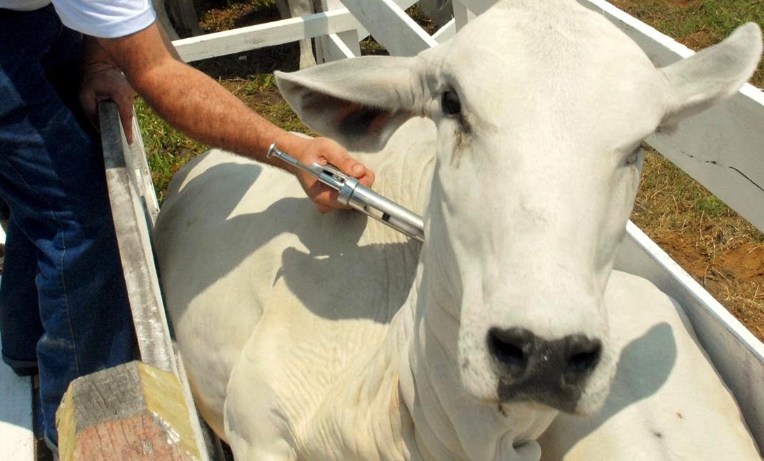 Ministério acaba com obrigatoriedade da vacina contra aftosa em MT; Indea prevê valorização da carne