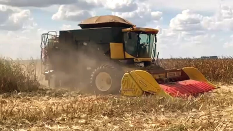 Colheita do milho no Nortão está mais adiantada que nas demais regiões