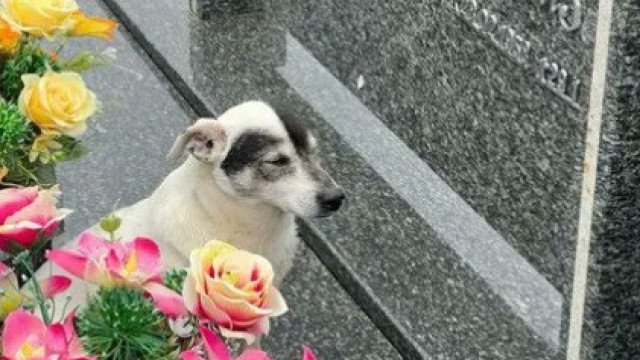 Conheça Branquinho cão fiel que visita diariamente o túmulo do seu