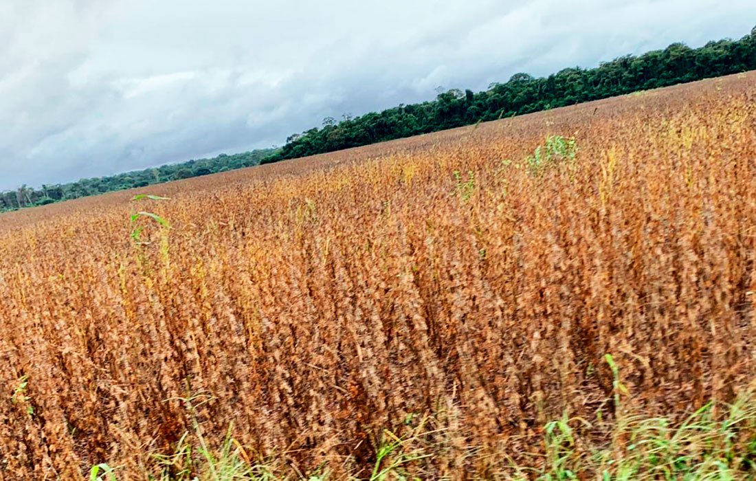 Custo de produção de soja em Mato Grosso aumenta