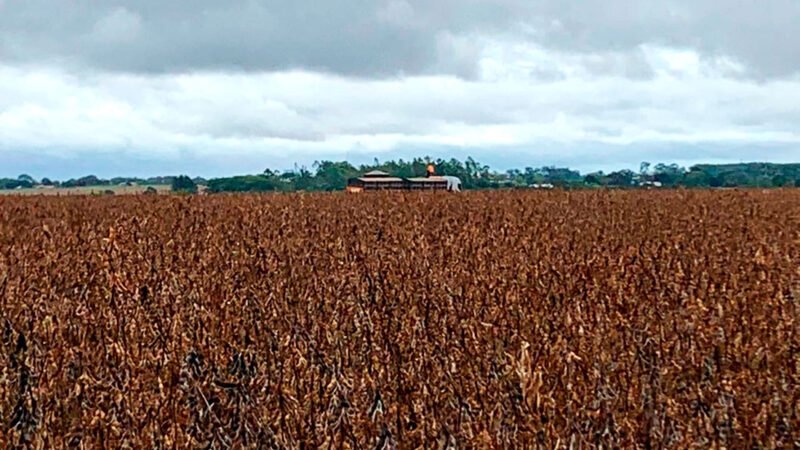 Perdas na safra de soja em Mato Grosso devido as intensas chuvas passam de 9%, diz Imea