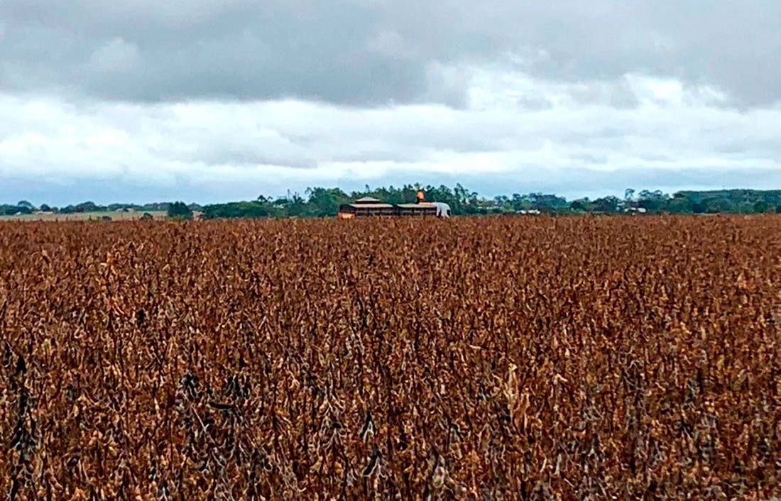 Com atraso colheita da soja em Mato Grosso entra na reta final