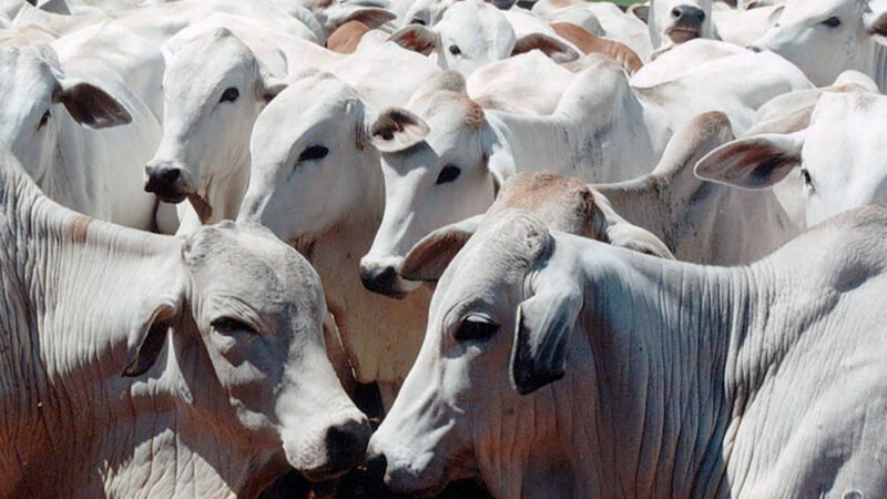 Arroba do boi e vaca gordos em Mato Grosso tem nova valorização