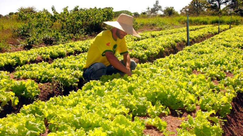 Parcela do Programa Fomento Produtivo para pequenos produtores de MT será liberada 2ª feira