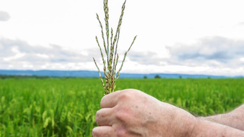 Conab revisa dados, cita “excelente produtividade” e projeta produção arroz ainda maior em MT