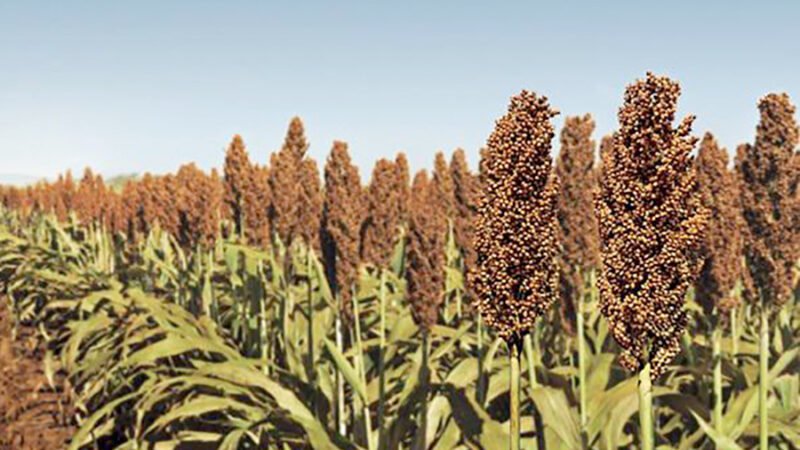 Com atraso na colheita da soja, sorgo e consórcios forrageiros são opções para 2ª safra em Mato Grosso