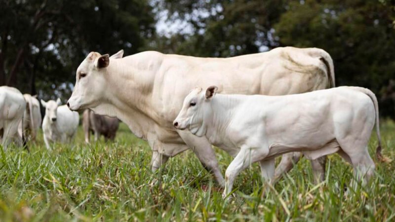 Cotação do boi e da vaca gorda em Mato Grosso tem alta ‘mais amena’