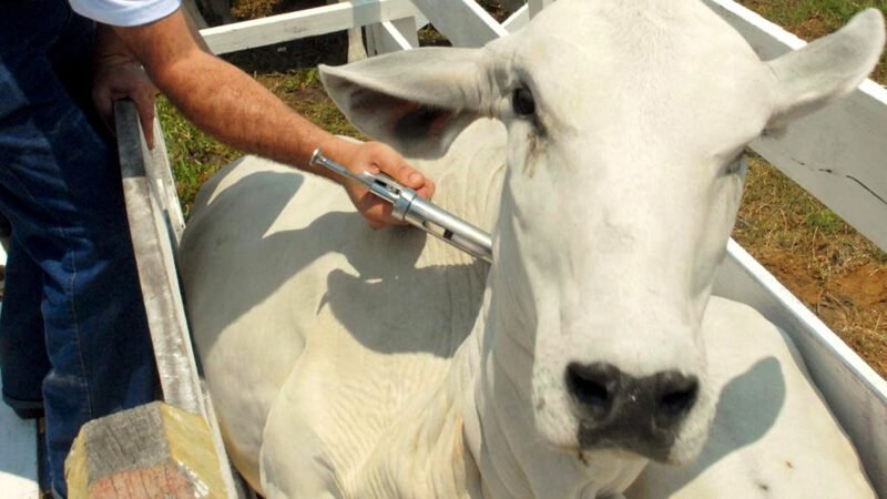 Vídeo: organização quer ampliar zonas livres de febre aftosa em Mato Grosso