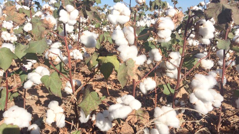 Mato Grosso tem o menor plantio de algodão dos últimos dois anos; alto custo influenciou