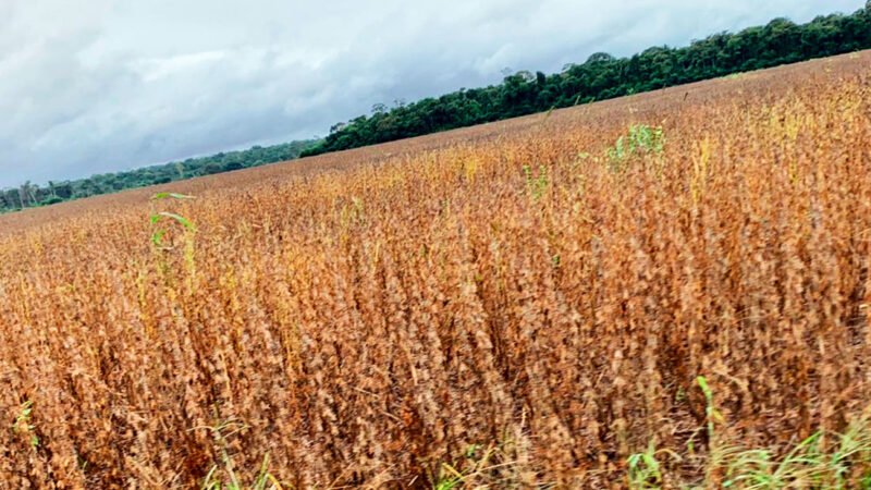 Soja disponível em Mato Grosso sobe 2,3% e fecha em média a R$ 143