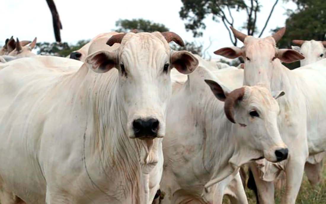 IMEA aponta alta no preço do boi e vaca; “pecuaristas em MT seguram gado”