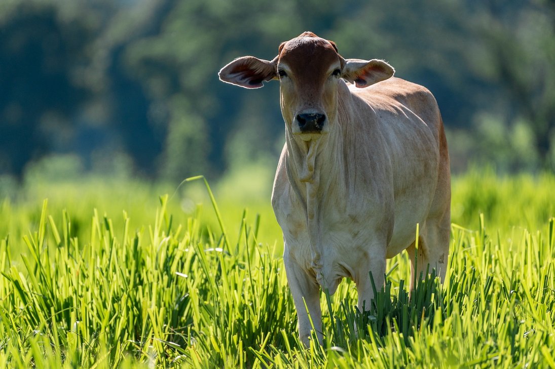 Ágio da arroba do bezerro sobre boi gordo pressiona poder de compra do pecuarista