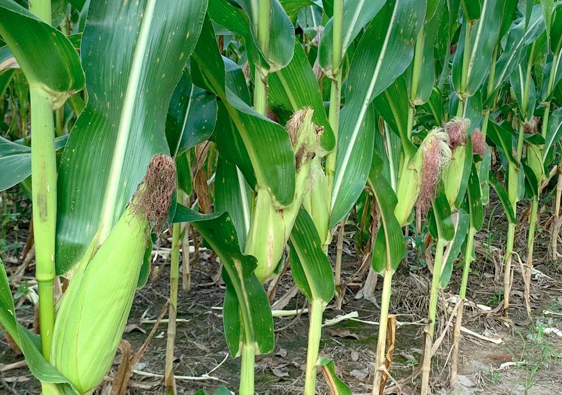 Concluído plantio de milho em Mato Grosso e em 45% das áreas foi fora do período ideal