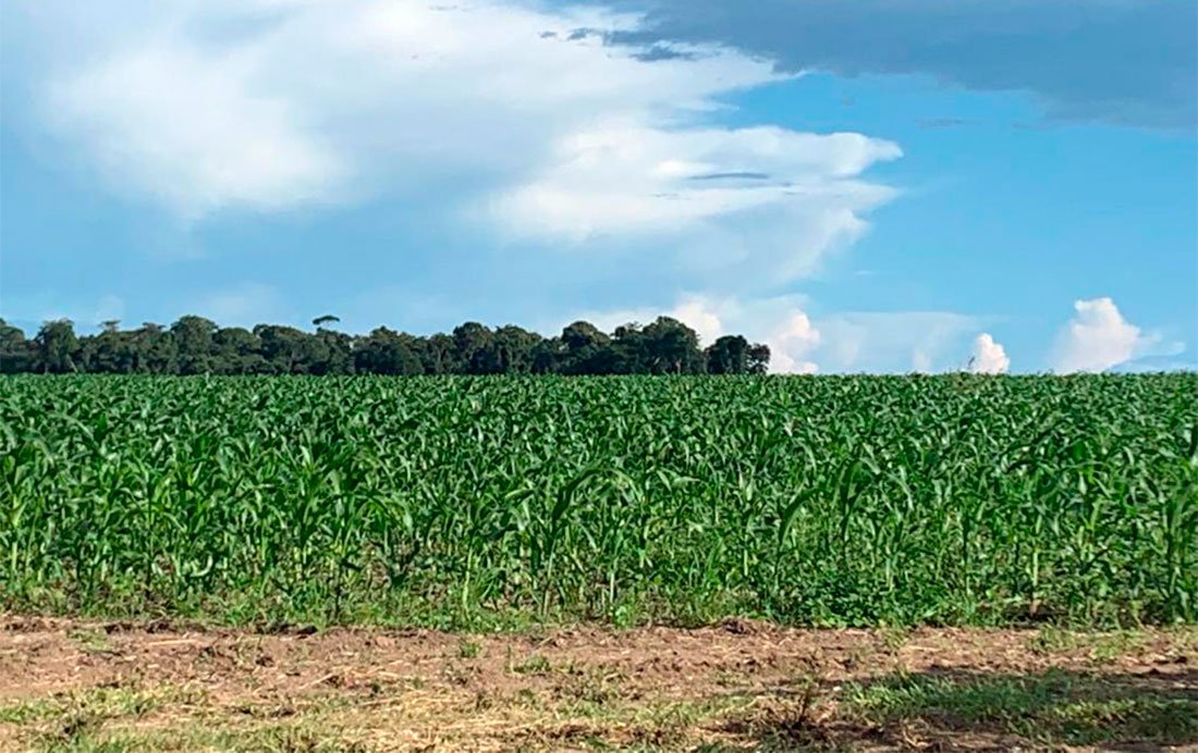 Cotações do milho em Mato Grosso podem continuar sendo ‘puxadas para cima’ e sustentar preços do DDG