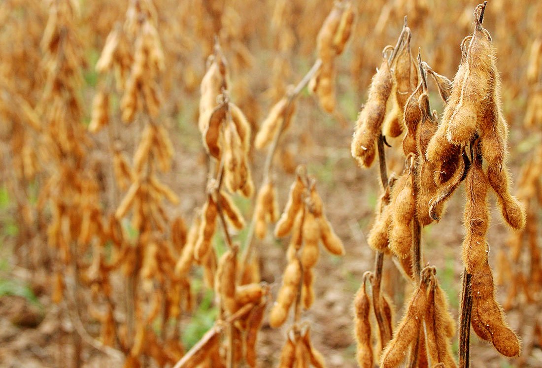 Diferencial de base da soja de Mato Grosso com Chicago volta a patamares negativos