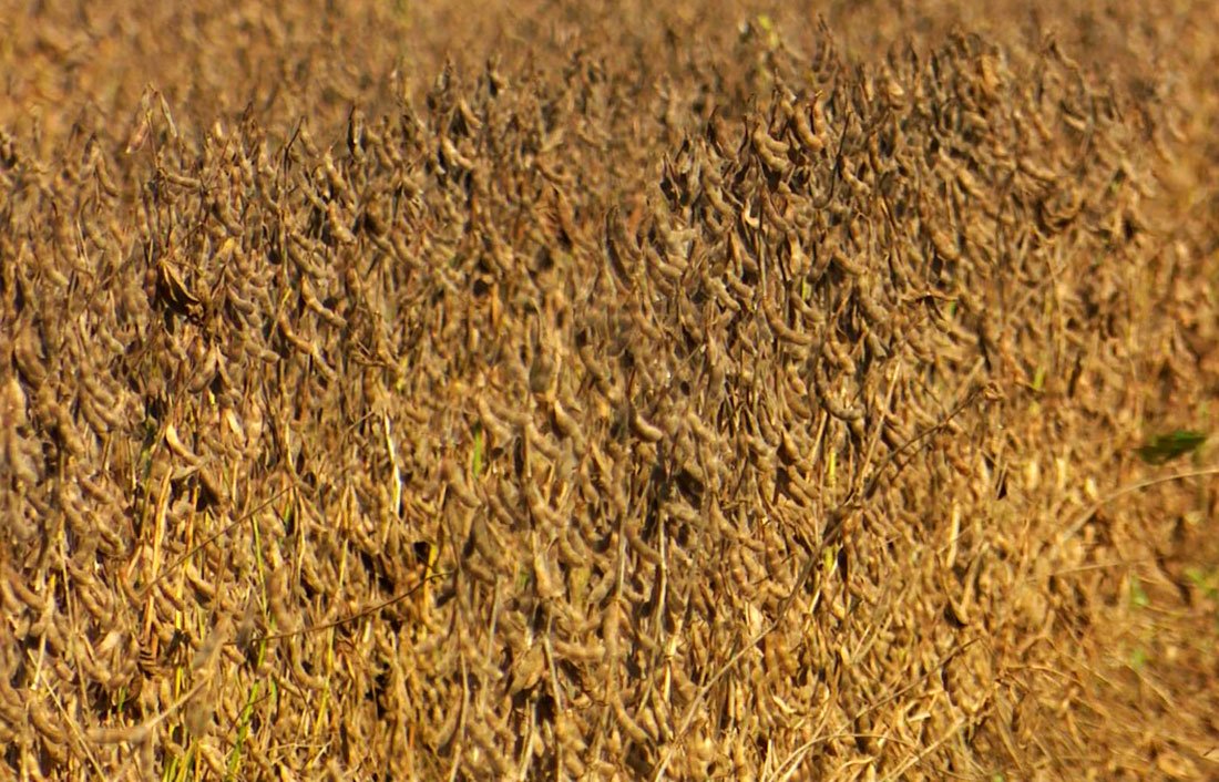 Soja tem leve alta em Mato Grosso e vai a R$ 155