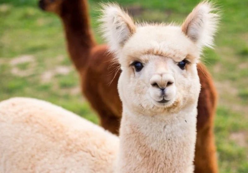 Nanocorpos encontrados em alpacas reduzem carga viral da Covid