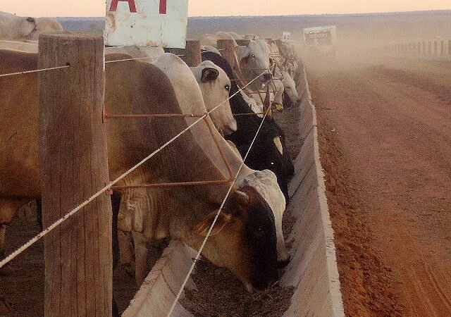Nortão é a região com maior aumento no confinamento de gado