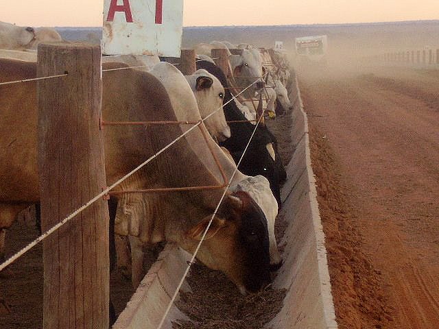 Nortão é a região com maior aumento no confinamento de gado