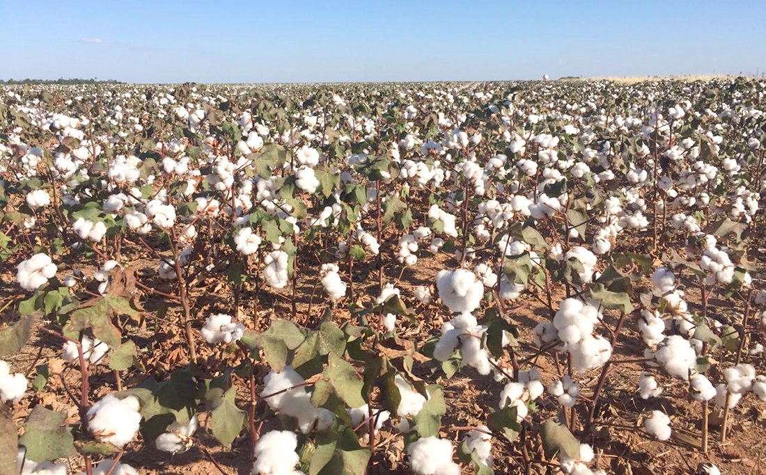 Parte do plantio de algodão na segunda safra em Mato Grosso ficou fora da janela ideal
