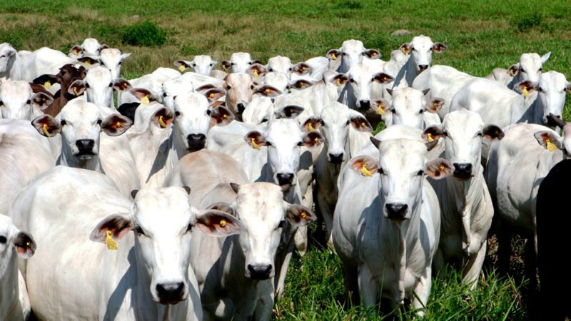 Preço da arroba do boi e da vaca em Mato Grosso cai após meses de valorização