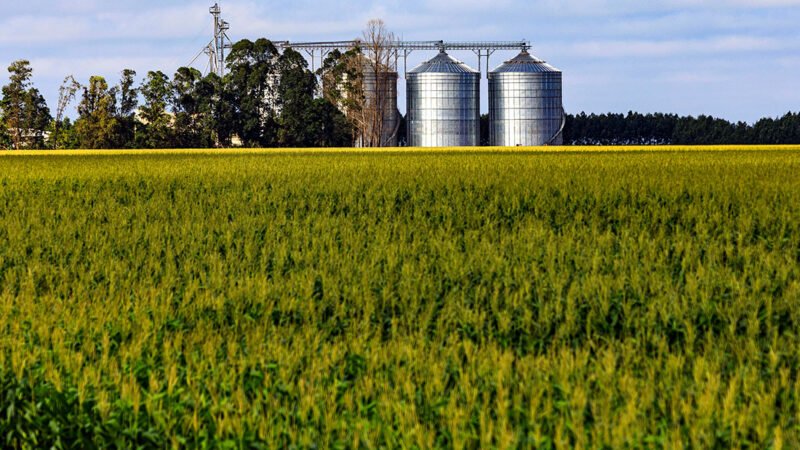 Milho disponível em Mato Grosso sobe 2,9% e mercado futuro também tem valorização
