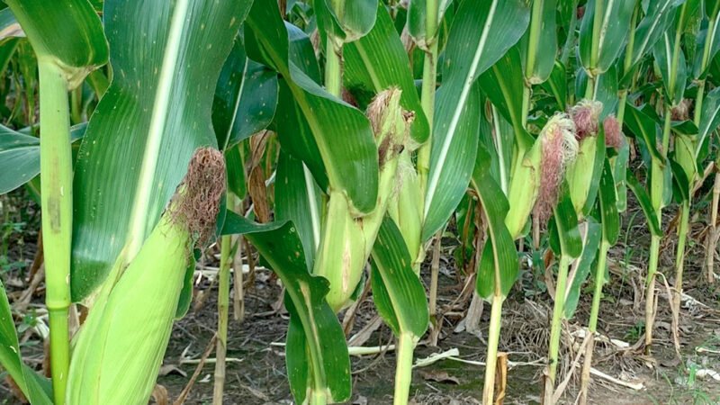 Preço do milho disponível em Mato Grosso cai e valor médio vai a R$ 75