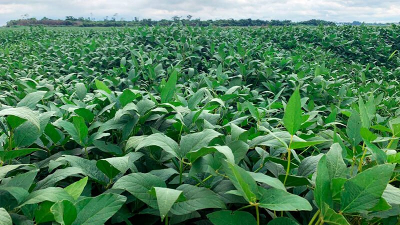 Novo levantamento aponta safra da soja em Mato Grosso 4,8% maior