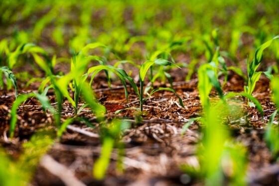 Produtores acreditam em perdas maiores na safra do milho