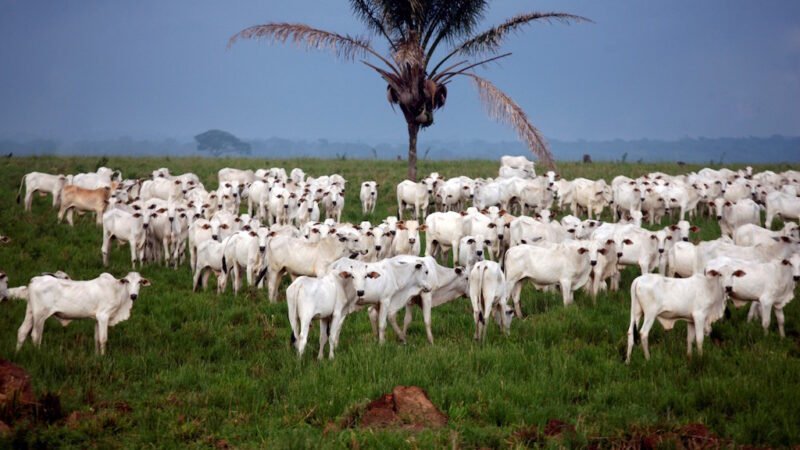 Começa campanha nacional de vacinação contra febre aftosa