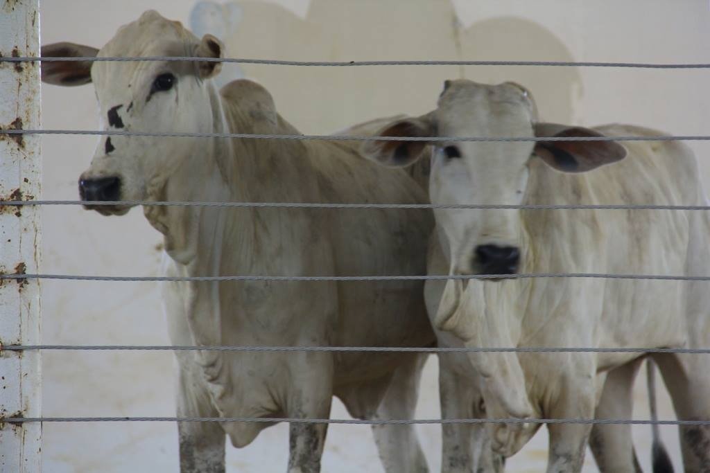 A Igreja Matriz realiza Leilão de Gado em Matupá daí 27 de junho
