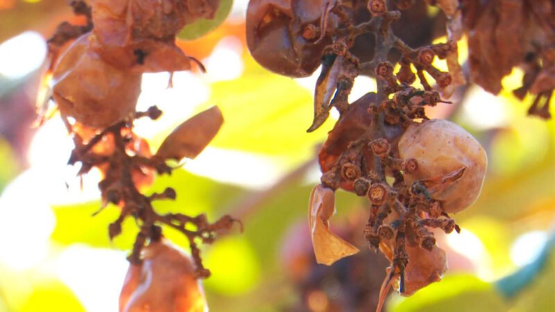Morcegos destroem parreiral de uvas em Sorriso e causam prejuízo de cerca de R$ 30 mil