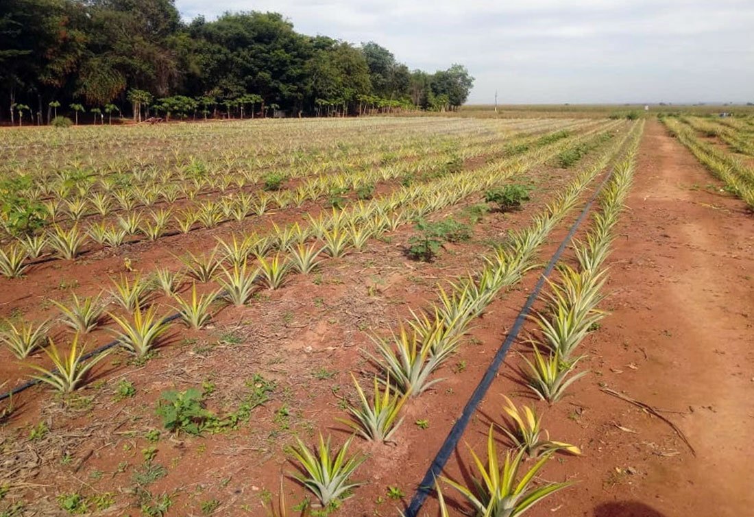 Projeto em Sinop de ressocialização bate recorde com plantio de 18 mil mudas de abacaxi