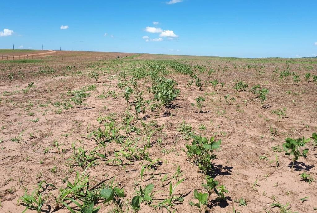 Vazio sanitário em Mato Grosso começa dia 15 e acaba em setembro