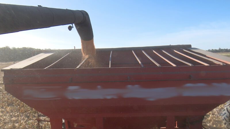 Preço do milho disponível em Mato Grosso cai 1,1% e média vai a R$ 72