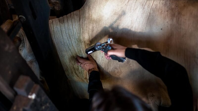 INDEA prorroga até 3ª comunicação da vacinação contra a febre aftosa