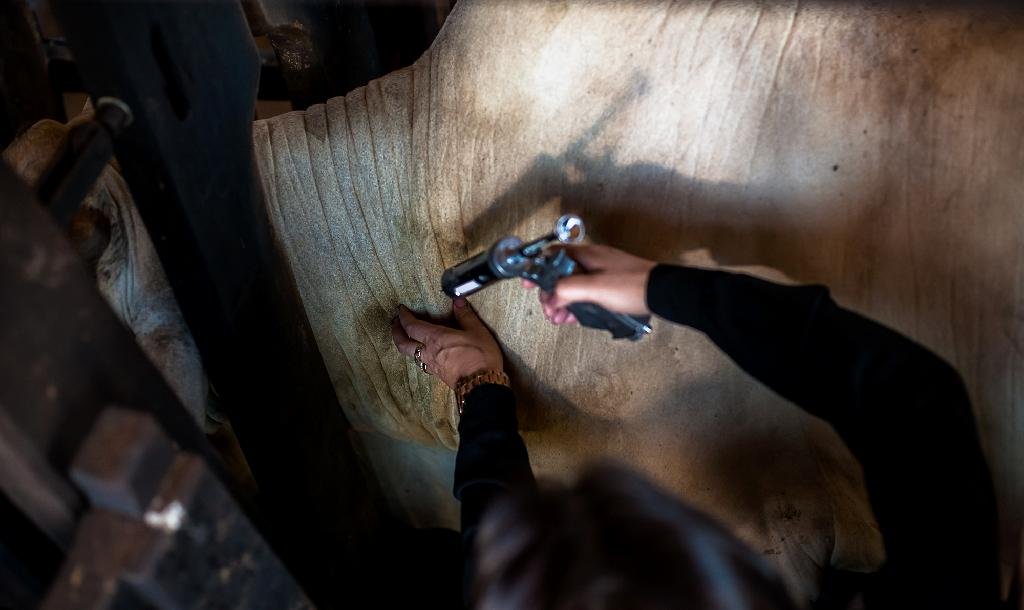 INDEA prorroga até 3ª comunicação da vacinação contra a febre aftosa