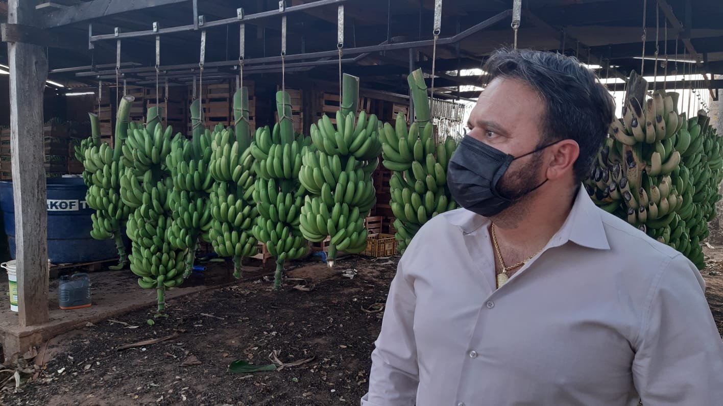 Deputado discute a isenção de tributos nas operações interestaduais de bananas em Mato Grosso