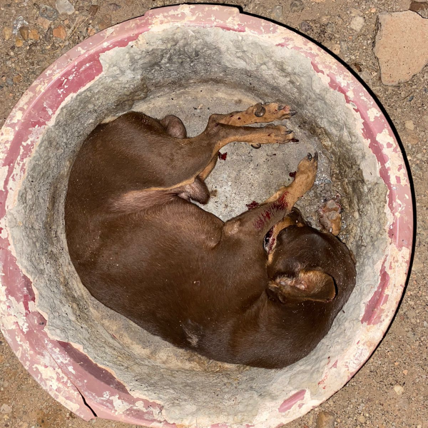 EM GUARANTÃ DO NORTE JOVEM É PRESO APÓS AGRIDIR A PRÓPRIA MÃE E EXALTADO MATA UM CACHORRO