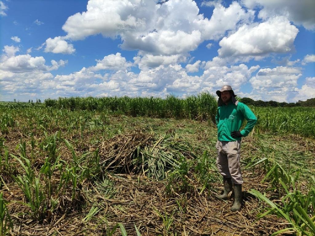 Com baixo custo e rentável durante estiagem, capiaçu vira alternativa para produtores em MT