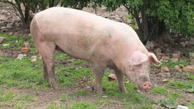 Homens que viviam com porcos são resgatados de trabalho escravo no CE