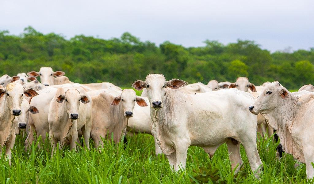 Cai 26% abate de boi e vaca em Mato Grosso e cotação cai mais de 3%