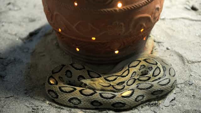 Homem condenado a prisão perpétua na Índia por matar esposa com cobra