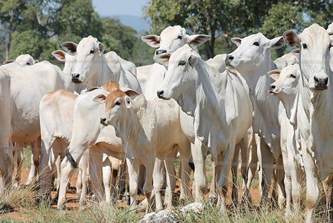 Arroba do gado em Mato Grosso tem menor diferencial de base de preços no ano, constata IMEA