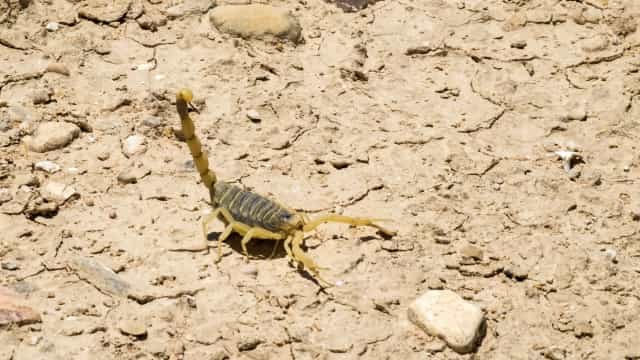 Escorpiões matam três pessoas e ferem cerca de 450 no Egito