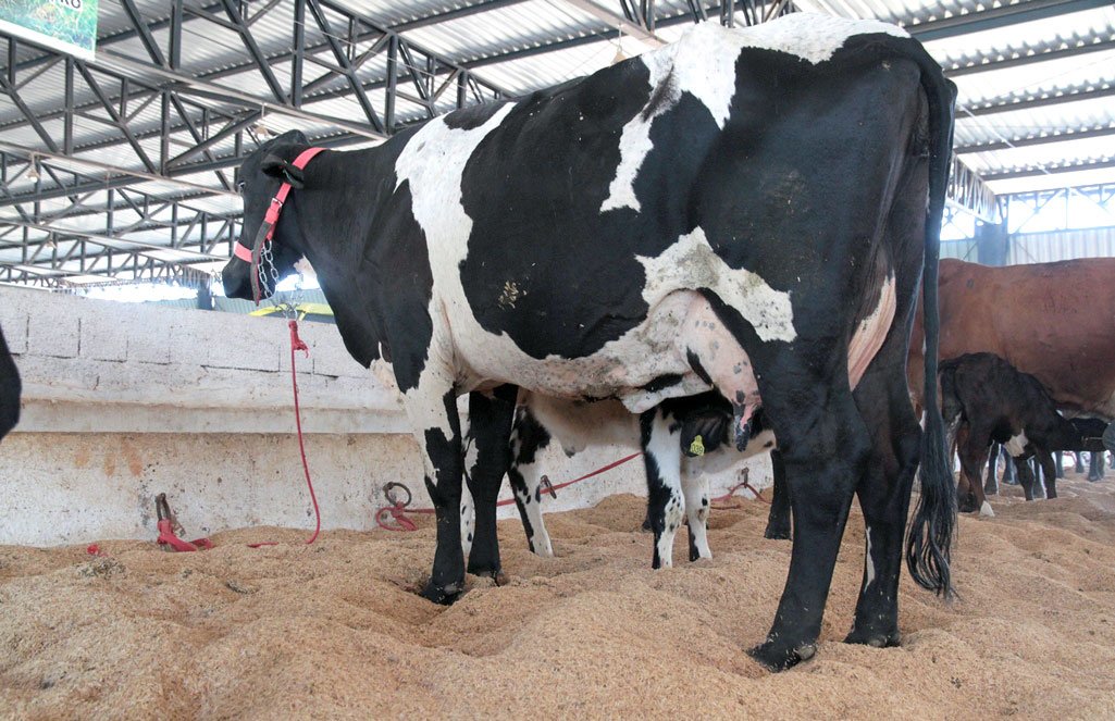 Governo de MT entregará para pequenos produtores 12 mil doses de sêmen para melhorar genética e aumentar produção leiteira